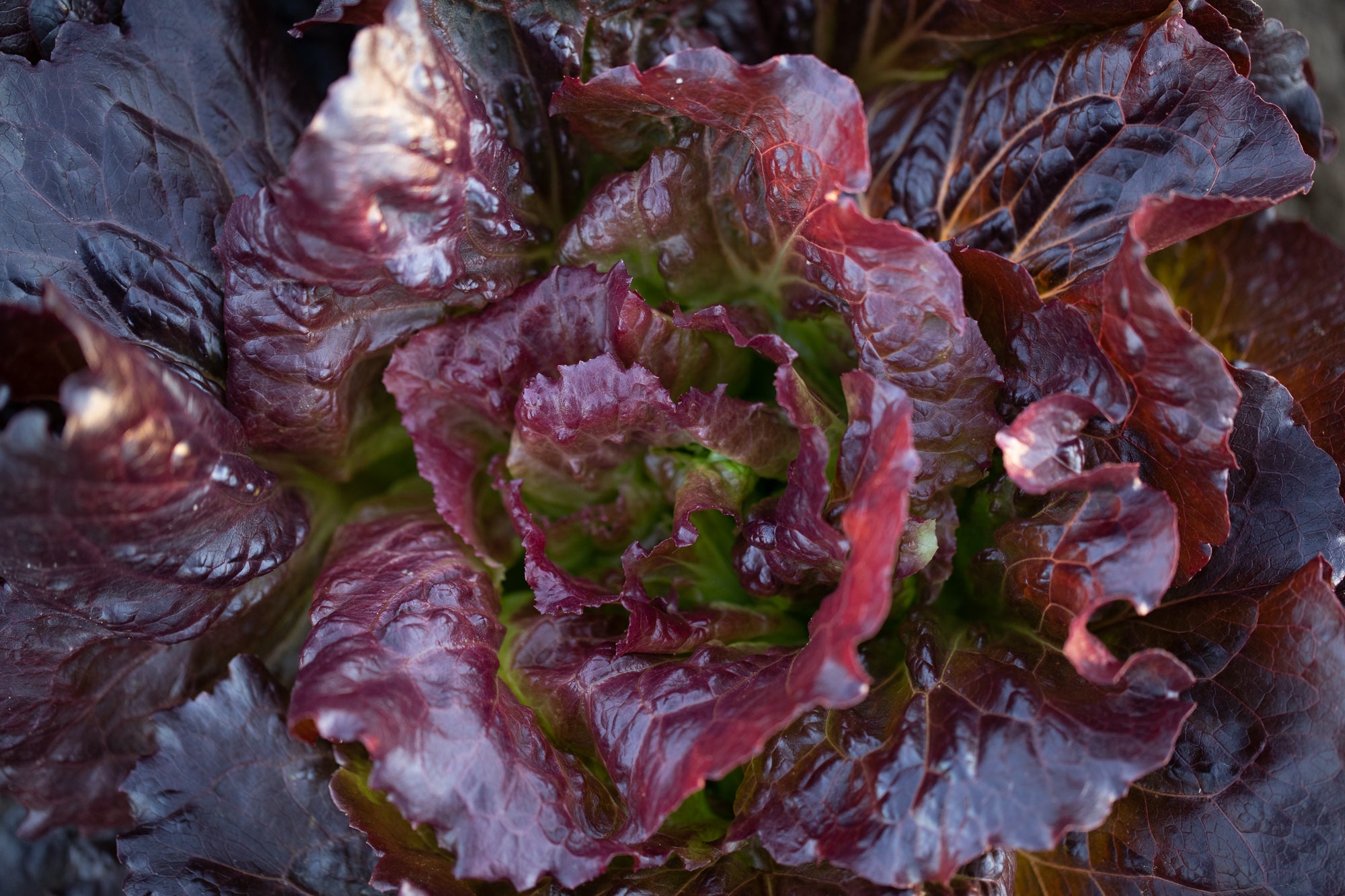 野菜 Po-masa Lettuce and Greens – Tagged 