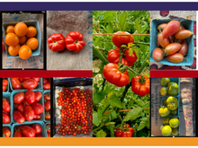 Load image into Gallery viewer, 2025 MASA CSA Fresh Produce and Flower Shares