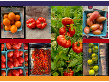 Load image into Gallery viewer, 2024 MASA CSA Fresh Produce and Flower Shares
