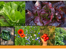 Load image into Gallery viewer, 2024 MASA CSA Fresh Produce and Flower Shares
