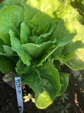 Load image into Gallery viewer, Lettuce - Bright Green Romaine