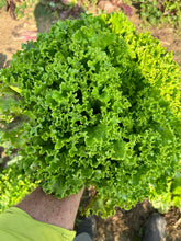 Load image into Gallery viewer, Lettuce - Greenpack Market Leaf Lettuce
