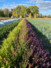 Load image into Gallery viewer, Basil - Rubin Purple Sweet