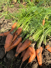 Load image into Gallery viewer, Carrot - Red Core Chantaney