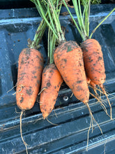 Load image into Gallery viewer, Carrot - Red Core Chantaney