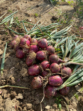 Load image into Gallery viewer, Onion - Rossa Milano
