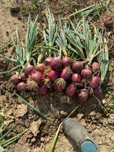 Load image into Gallery viewer, Onion - Rossa Milano