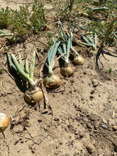 Load image into Gallery viewer, Onion - Front Range  Globe