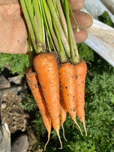 Load image into Gallery viewer, Carrot - Kuroda Orange