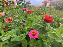 Load image into Gallery viewer, 2025 MASA CSA Fresh Produce and Flower Shares