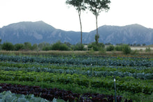 Load image into Gallery viewer, 2026 MASA Membership