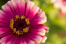 Load image into Gallery viewer, 2026 MASA Membership