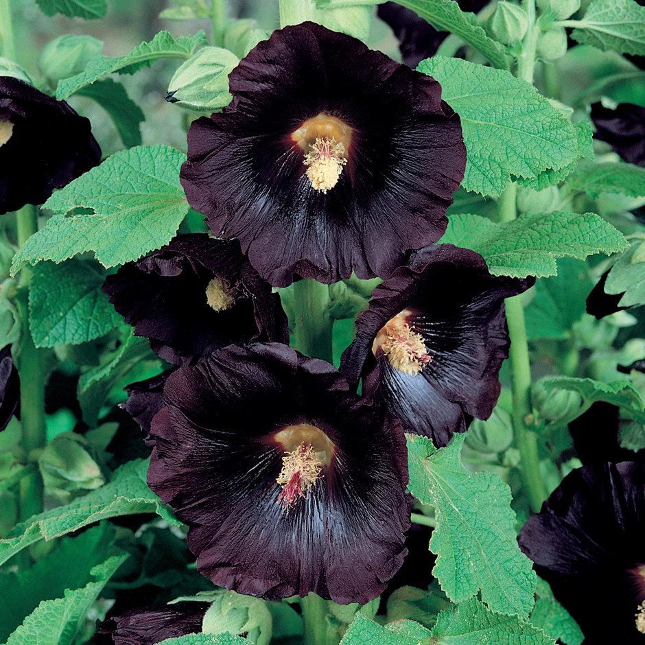 holly_accoブラック1 Flowers: Black Hollyhock – MASA Seed Foundation