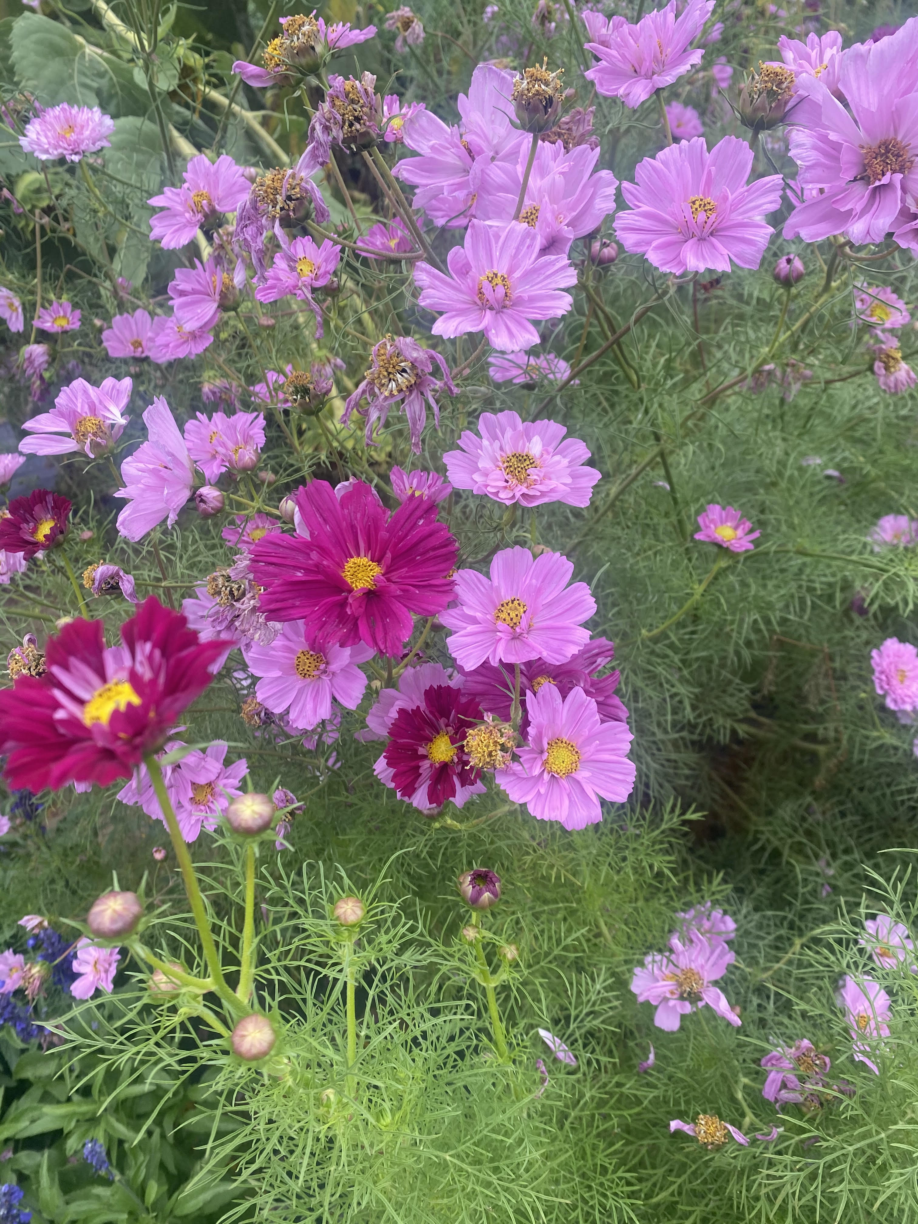 Flowers - Cosmos - Double Click – MASA Seed Foundation