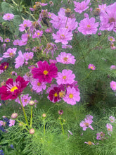 Load image into Gallery viewer, Flowers - Cosmos - Double Click