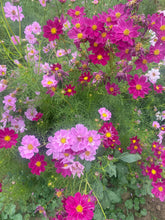 Load image into Gallery viewer, Flowers - Cosmos - Double Click