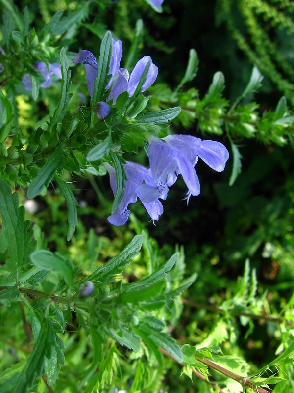 Herbs