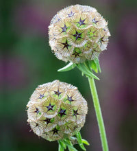 Load image into Gallery viewer, Flowers - Starflower