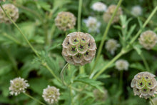 Load image into Gallery viewer, Flowers - Starflower
