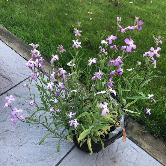 night scented stock plants Night Scented Stocks 150 Seeds