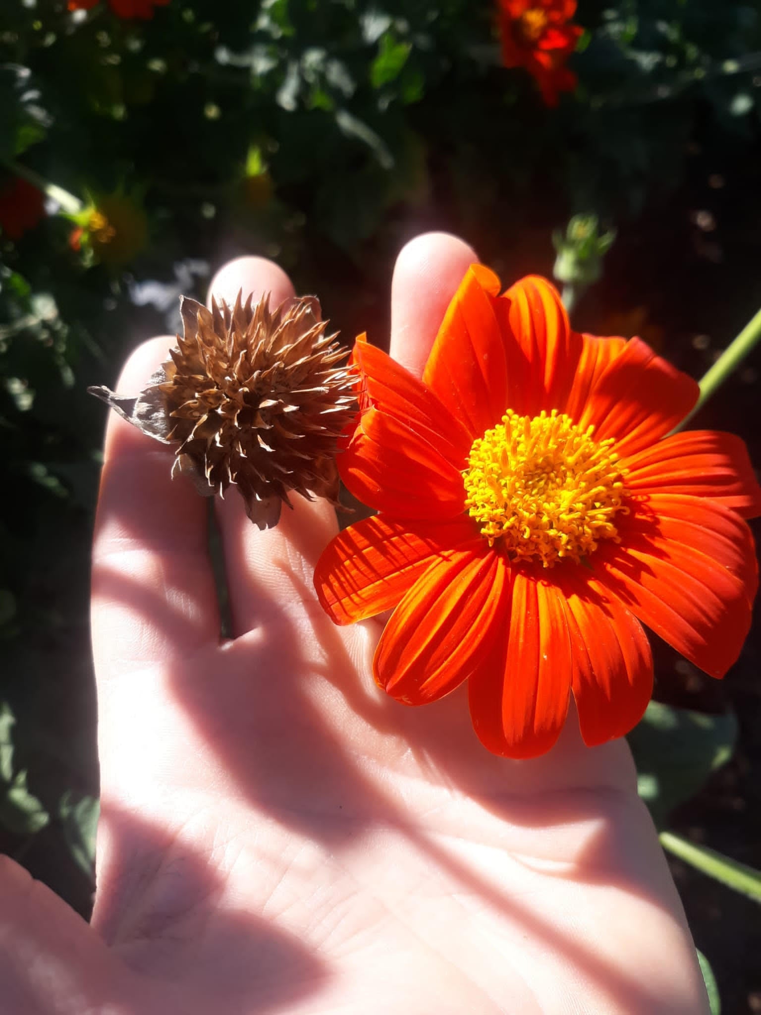 Flower