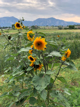 Load image into Gallery viewer, Flower - Sunflower / Tigers Eye
