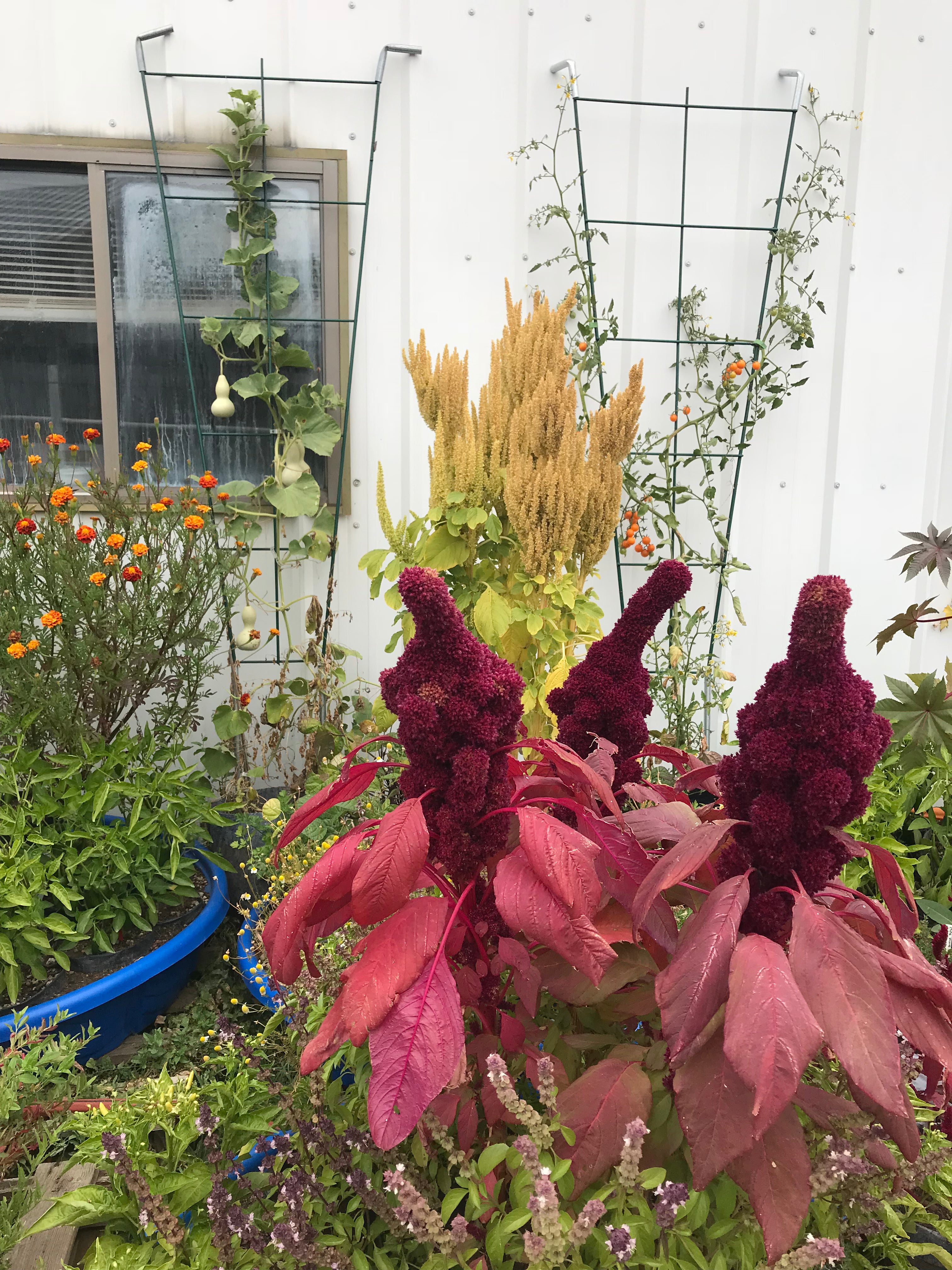elephant head flower seeds Amaranth