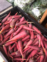 Load image into Gallery viewer, Carrot - Dragon