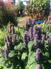 Load image into Gallery viewer, Herbs - Korean Licorice Mint