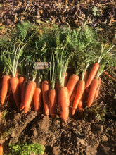 Load image into Gallery viewer, 2025 Front Range Gardeners Seed Set  ~ The Backyard Gardener Collection