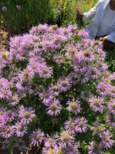 Load image into Gallery viewer, Flower - Wild Bergamot Bee Balm