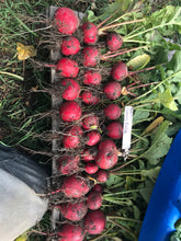 Load image into Gallery viewer, Radish - Cherry Bell