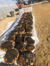 Load image into Gallery viewer, Flower - Sunflower / Purple Mammoth