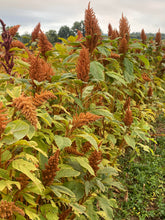 Load image into Gallery viewer, Amaranth - Golden Giant