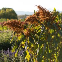 Load image into Gallery viewer, Amaranth - Golden Giant