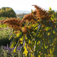 Load image into Gallery viewer, Amaranth - Golden Giant
