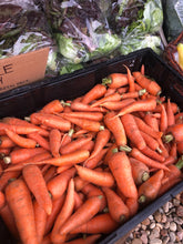 Load image into Gallery viewer, Carrot - Kuroda Orange