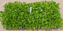 Load image into Gallery viewer, Lettuce - Bright Green Romaine
