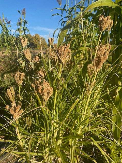 seed ragi plant Grain