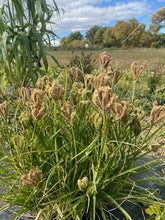 Load image into Gallery viewer, Grain - Ragi Finger Millet