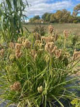 Load image into Gallery viewer, Grain - Ragi Finger Millet
