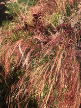 Load image into Gallery viewer, Grain - Ivory Maskal Teff