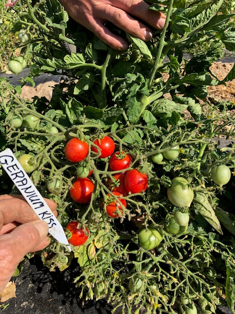 geranium kiss tomato seeds Tomato