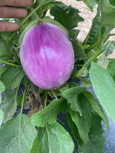 Load image into Gallery viewer, Eggplant - Rosa Bianca
