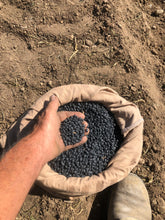 Load image into Gallery viewer, Bean - Hopi Black Turtle
