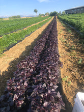 Load image into Gallery viewer, Basil - Rubin Purple Sweet