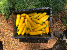 Load image into Gallery viewer, Squash - True Gold Yellow Zucchini