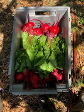 Load image into Gallery viewer, 2025 Front Range Gardeners Seed Set  ~ The Backyard Gardener Collection