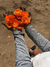 Load image into Gallery viewer, Herbs - Calendula / Alpha
