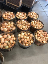 Load image into Gallery viewer, Onion - Front Range  Globe